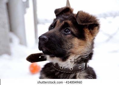 German Shepherd, Puppy