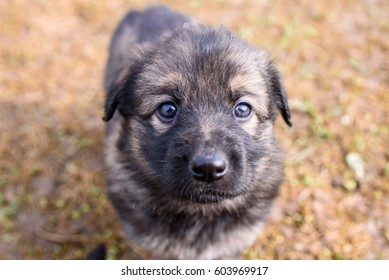 German Shepherd Puppy