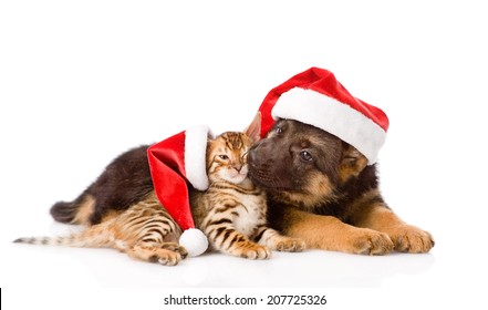 german shepherd puppy and bengal kitten with red hat. isolated on white background
