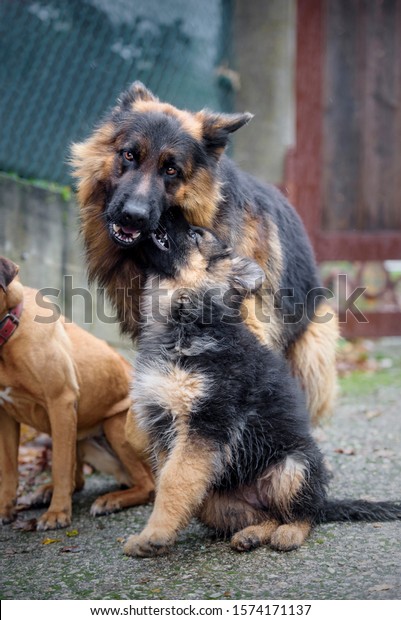 german shepherd puppy biting