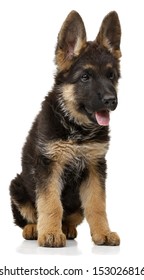 German Shepherd Puppy Dog