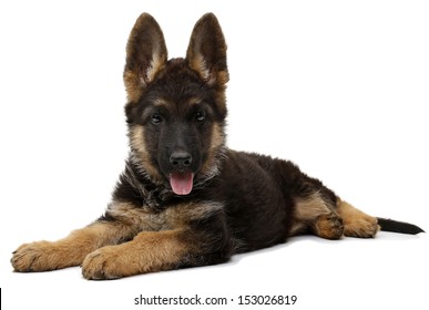 German Shepherd Puppy Dog