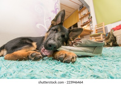 German Shepherd Puppy, Eatin Shoes