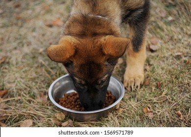 German Shepherd Puppy Eating Dry Food Outdoors