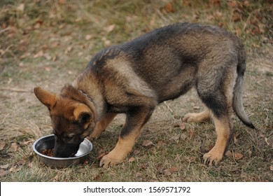 German Shepherd Puppy Eating Dry Food Outdoors