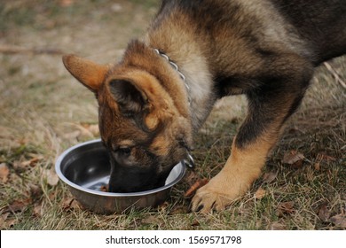 German Shepherd Puppy Eating Dry Food Outdoors