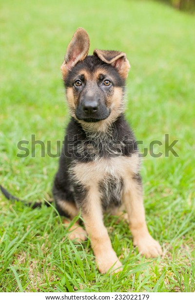 german shepherd puppy ears