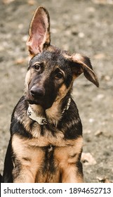 129 German shepherd floppy ear Images, Stock Photos & Vectors