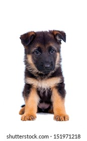 German Shepherd Puppy Isolated On White Background