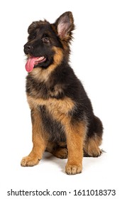 German Shepherd Puppy Isolated On White Background