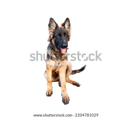 A German Shepherd puppy isolated on a white background.