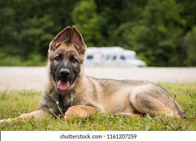 German Shepherd Laying Down Images Stock Photos Vectors Shutterstock