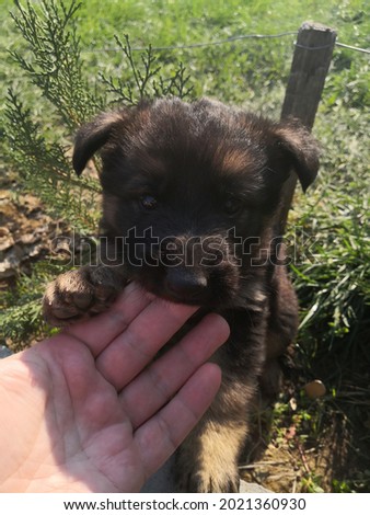 German shepherd puppy nibble men's fingers. Green grass in the background