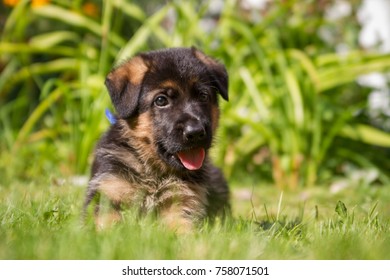 German Shepherd Puppy Outside. Puppy In The Green Grass.