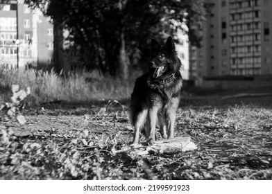 German Shepherd Puppy Playing Outside