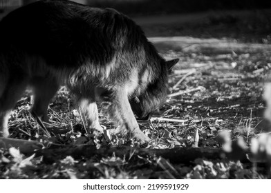 German Shepherd Puppy Playing Outside