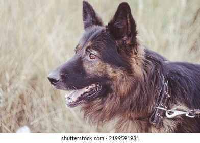 German Shepherd Puppy Playing Outside