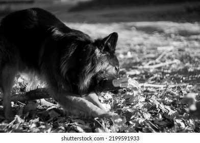 German Shepherd Puppy Playing Outside