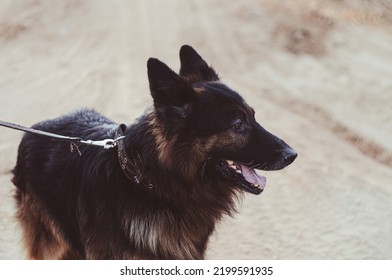 German Shepherd Puppy Playing Outside