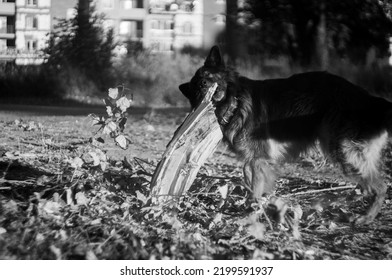 German Shepherd Puppy Playing Outside