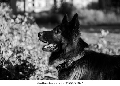 German Shepherd Puppy Playing Outside