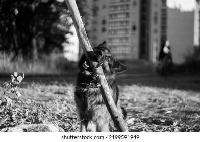 German Shepherd Puppy Playing Outside