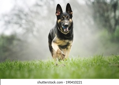 German Shepherd Puppy Running