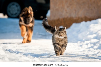 German Shepherd Puppy Running Behind Tabby Cat