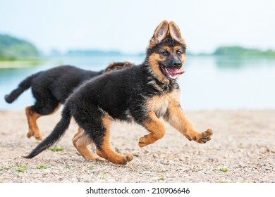 German Shepherd Puppy Running On The Beach