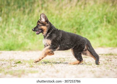 German Shepherd Puppy Running On The Beach