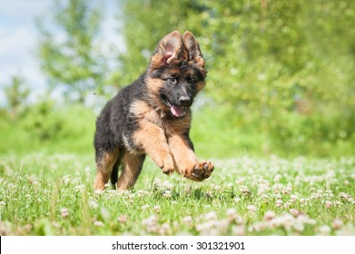 German Shepherd Puppy Running Outdoors