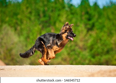 German Shepherd Puppy Running In Summer