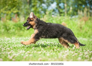 German Shepherd Puppy Running In Summer