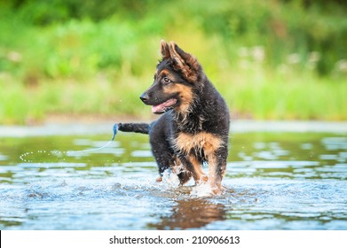 German Shepherd Puppy Running In Water