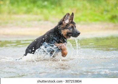 German Shepherd Puppy Running In The Water 