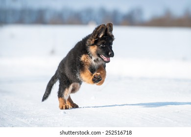 German Shepherd Puppy Running In Winter