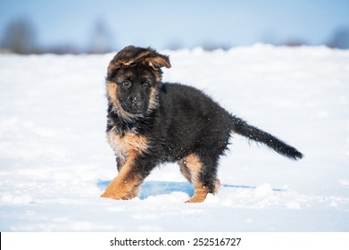 German Shepherd Puppy Running In Winter