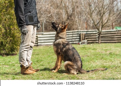 A german shepherd puppy trained by a dog trainer in a green environment at a sunny springtime. - Powered by Shutterstock