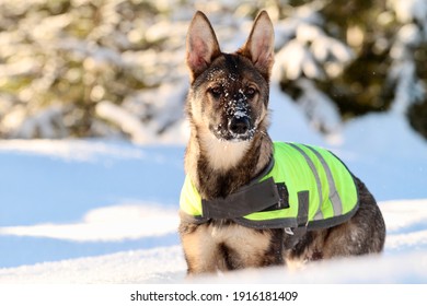 German Shepherd puppy wearing a visible reflective vest