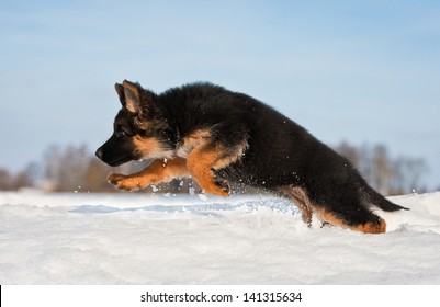 German Shepherd Puppy At Winter Running