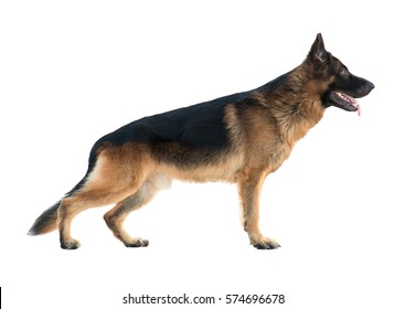 German Shepherd In The Rack. Isolated