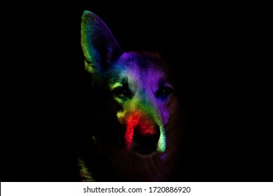 German shepherd rainbow face dog portrait, dog with colored lights reflecting on his face - Powered by Shutterstock