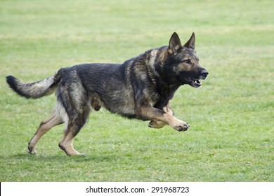 German Shepherd Running