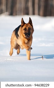 German Shepherd Running In The Snow