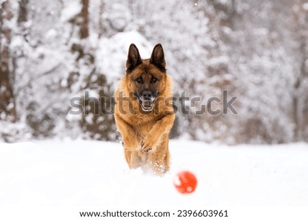 German Shepherd running in snow, German shepherd jumping in snow, dog playing with ball in snow