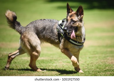 German Shepherd Security Dog In Training