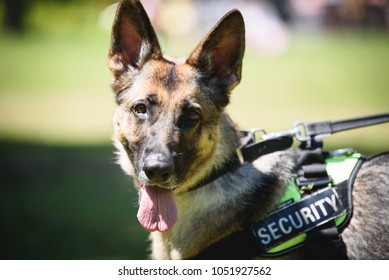 German Shepherd Security Dog In Training