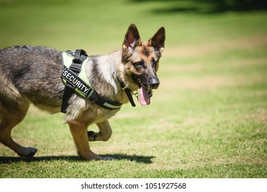 3,078 K9 security Images, Stock Photos & Vectors | Shutterstock