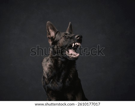 A German Shepherd shows its teeth while growling, set against a dark background. The dramatic lighting highlights the intensity of its expression.