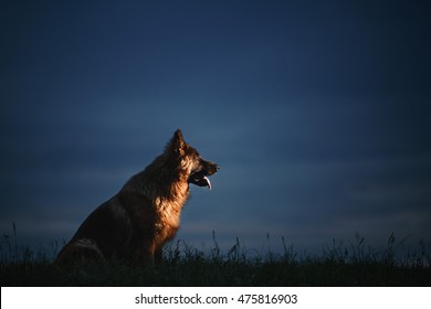 German Shepherd Sitting